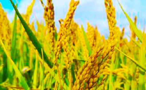 �����ի@��Ԋ(sh��)��ͨ��