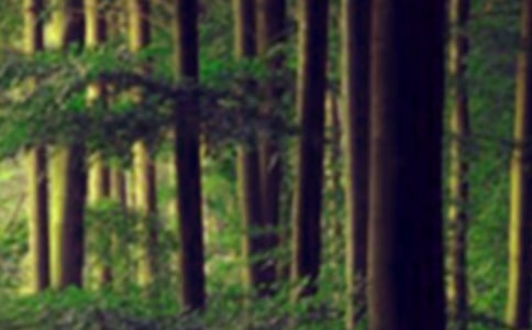 ɭ�ַ�������ͨ��