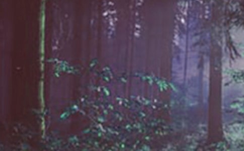 ɭ�ַ���Ŀ��؟�Ε�13ƪ