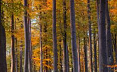 ɭ�ֹ��@��ӛ