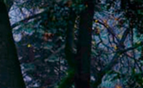 ��ȸɽɭ�ֹ��@