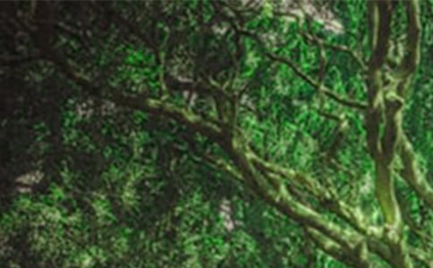 Ȫɽ����ɭ�ֹ��@