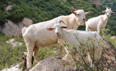 ɽ��������ᘿ��D��Ԓ�����x13ƪ��