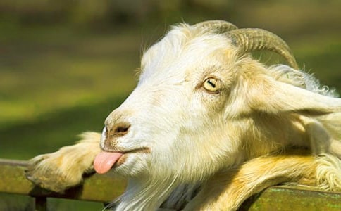 ����ĸɽ���Сɽ��Ĺ���