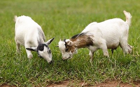 ��ɽ�򲻳����òݡ��x��� 15ƪ