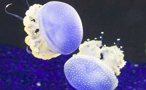 ˮĸ������