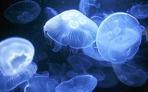 ˮĸ�v�U(xi��n)ӛ֮�����u�u����ˮ��