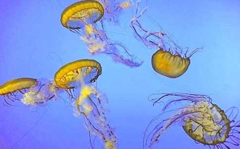 ˮĸ�ġ�������������