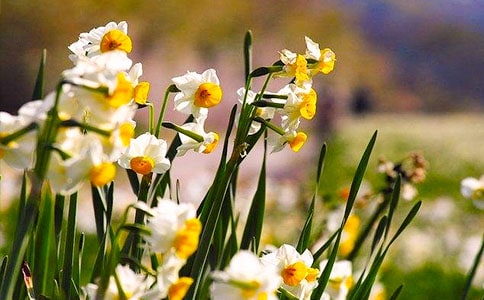 (集合)水仙花15篇