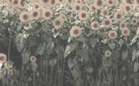 ̫ꖻ�����3ƪ