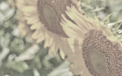 �N̫�(y��ng)����С�i�x���