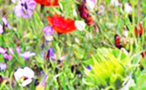 ��������Ұ���ľ��x[15ƪ]