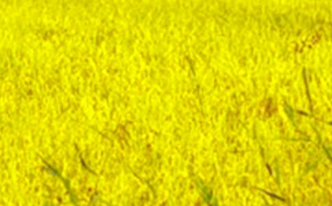 ��������Ұ����(��ȫ15ƪ)