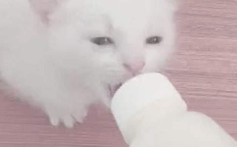 ���A���ι��ţ��Ҫ��