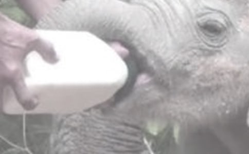 產(chǎn)后發(fā)燒可以給寶寶喂奶嗎?