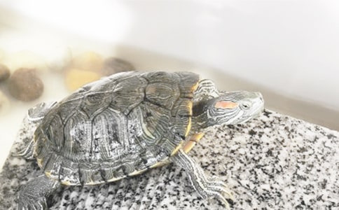 С����[��(y��u)��15ƪ]