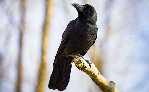 ���L��һ�����f������