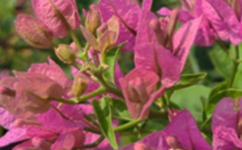 ��ܰ���簲���Z���Ŵ�ϼ�52��