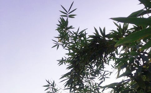 ��(y��u)�����簲���Z����35��