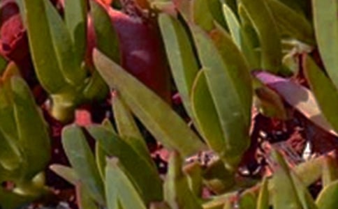 �P(gu��n)���簲���Z(y��)�п��ľ���