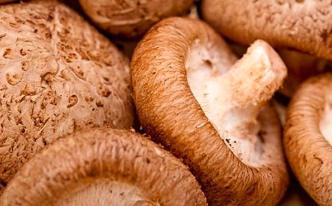 �㹽�˹��Nֲ�ɱ��A(y��)��