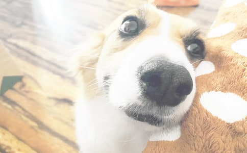 實用的可愛小狗作文300字集錦10篇