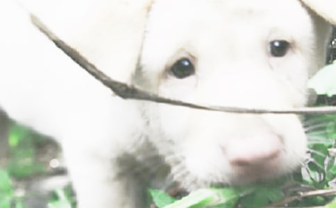 �����A���cС������300�ּ���6ƪ