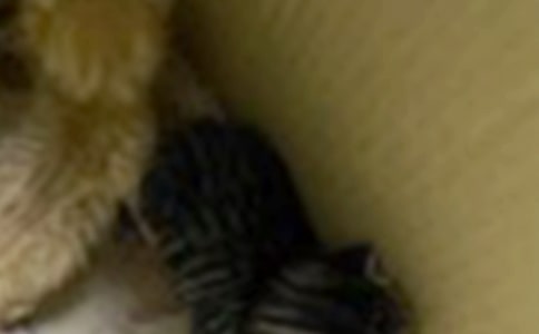 �Ҽҵ�С؈����[��(y��u)��]