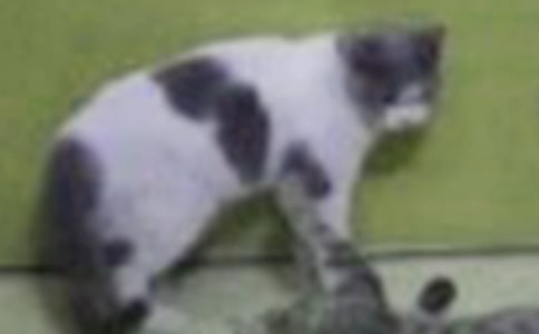 (優(yōu)秀)我的小貓作文