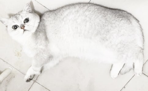 �ɐ۵�С؈����