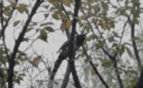 ��С�B���D��Ԓ����(y��u)��15ƪ��