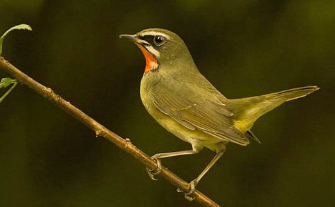 ����һֻС�B���ģ����x45ƪ��