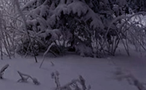 �P(gu��n)��Сѩ��(ji��)��ף���Z(y��)�����x450�䣩