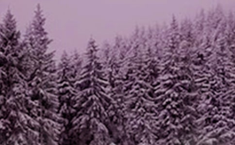 Сѩ�B(y��ng)����(y��ng)ԓ��ʲô