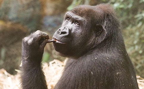 �����ɵ������^�Ĺ���