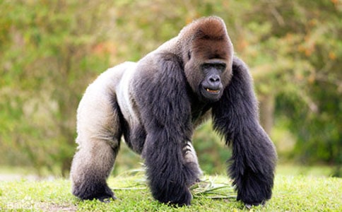 ������PETS���b��x�����g