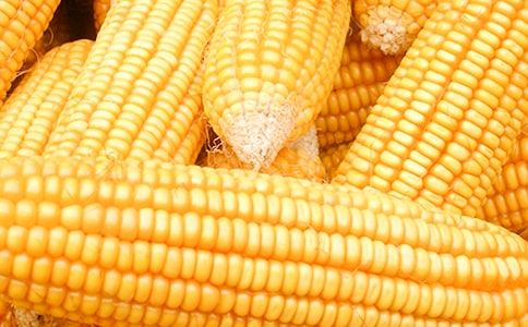 ���׵�ζ������