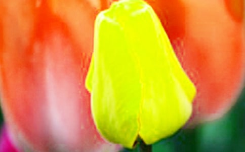 �����㻨�B(y��ng)ֳ����