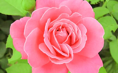 �茑�¼����ľ���