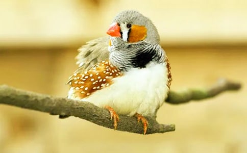 �������B���Z�Ľ̌W(xu��)���