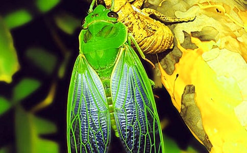 ׽֪�˵�����