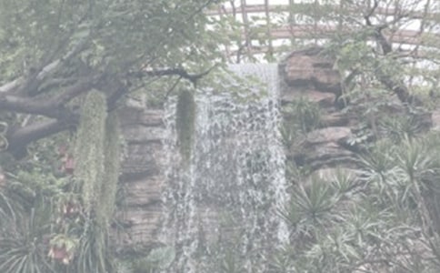 �����Iɭ��ֲ��@