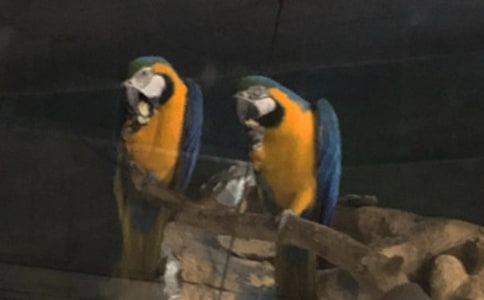 �ɐ۵�С�W�^����