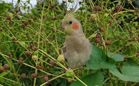 亞歷山大鸚鵡的價格