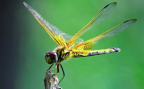 (�])׽��������