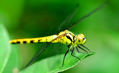 蜻蜓作文300字(必備)