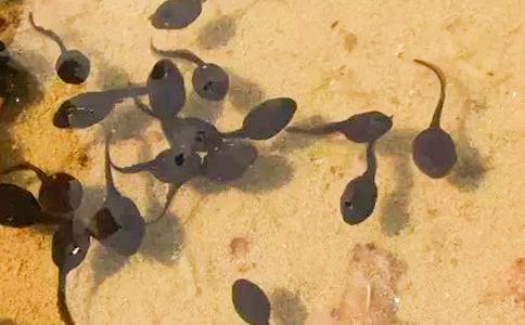 ����һֻС������ģ�ͨ��19ƪ��