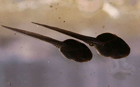 ����С�������(�\��5ƪ)