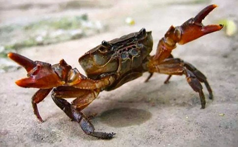 螃蟹怎么做怎么做好吃_螃蟹的簡單做法