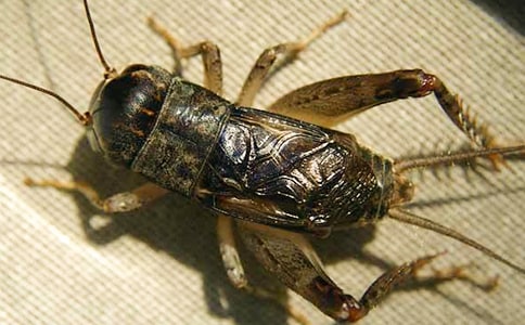 ����(gu��)�L(f��ng)�����L(f��ng)���󰡷�b�p